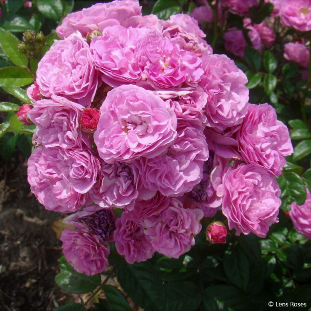 Rosa Allevia - Trosroos