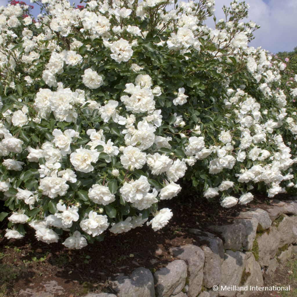 Rosa White Meidiland - Polyantharoos
