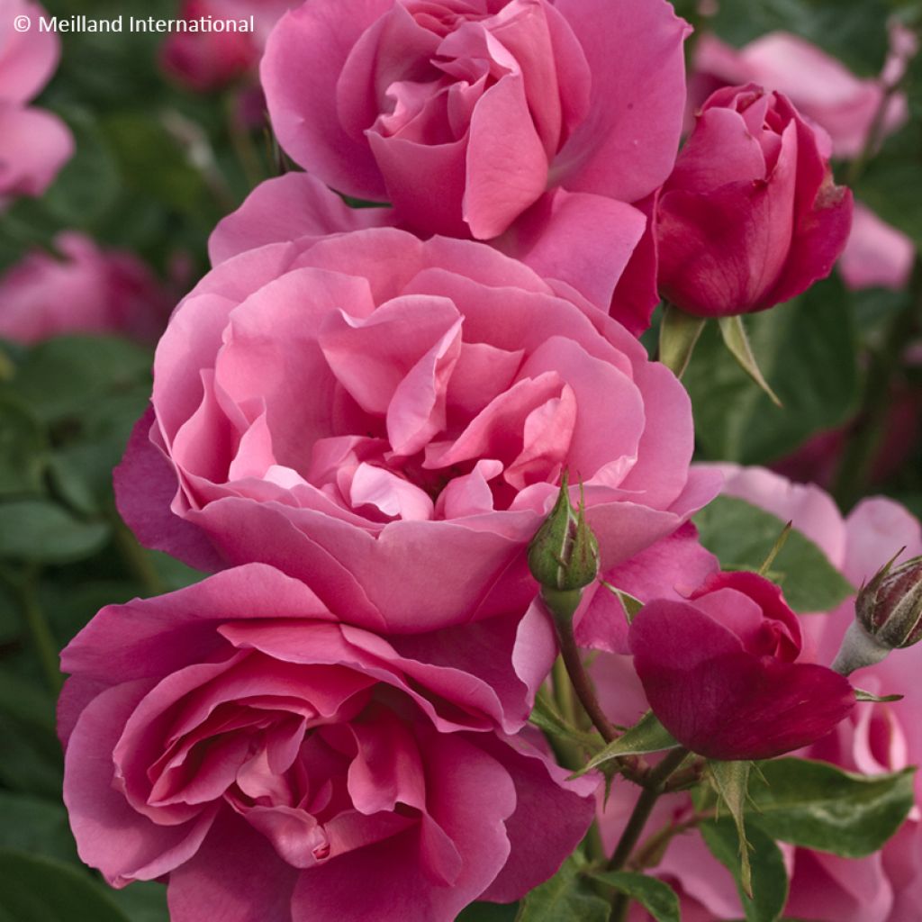 Rosa Play Rose - Polyantharoos