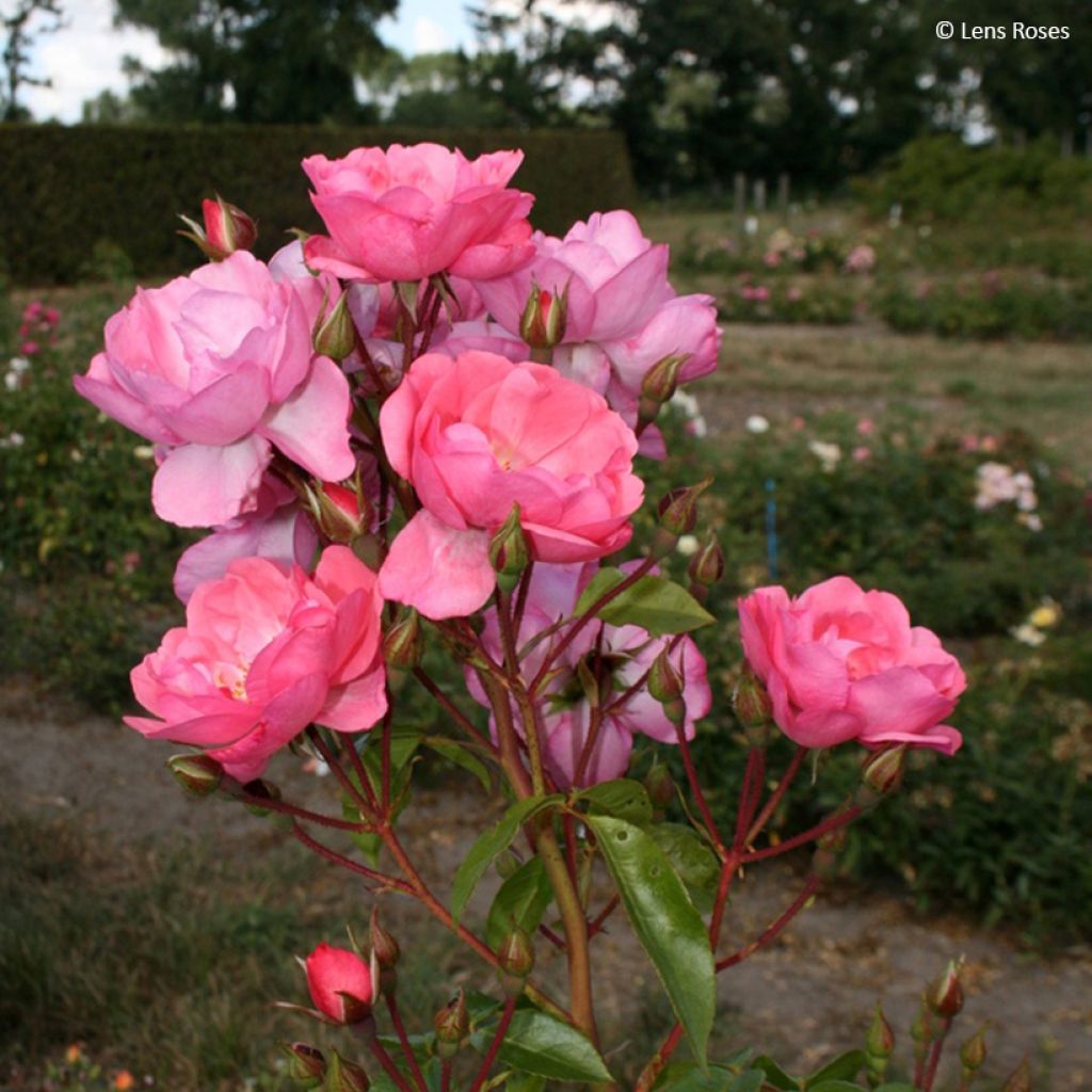 Rosa Finn's Rose - Muskusroos
