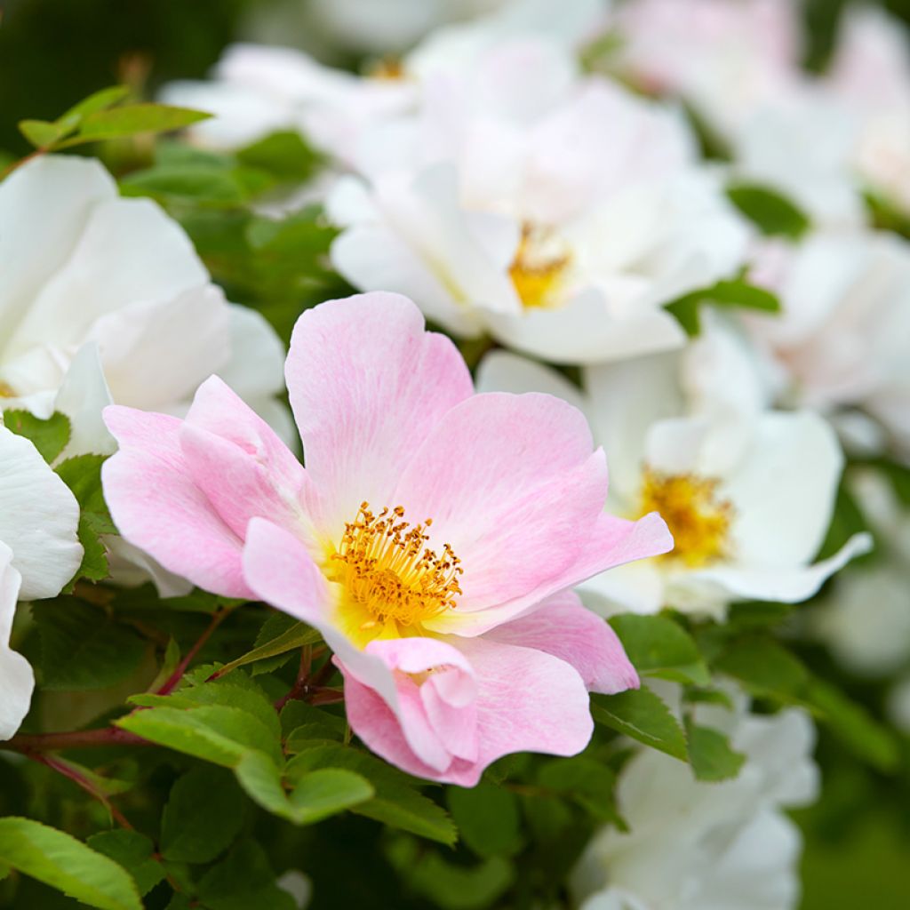 Rosa Nevada - Polyantharoos