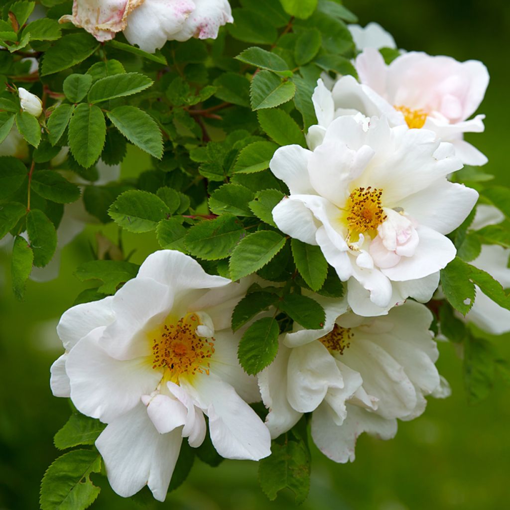 Rosa Nevada - Polyantharoos
