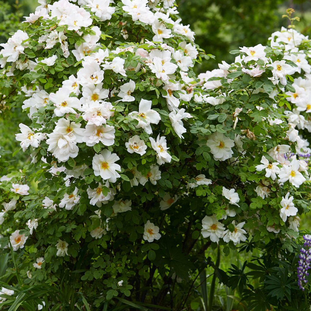 Rosa Nevada - Polyantharoos