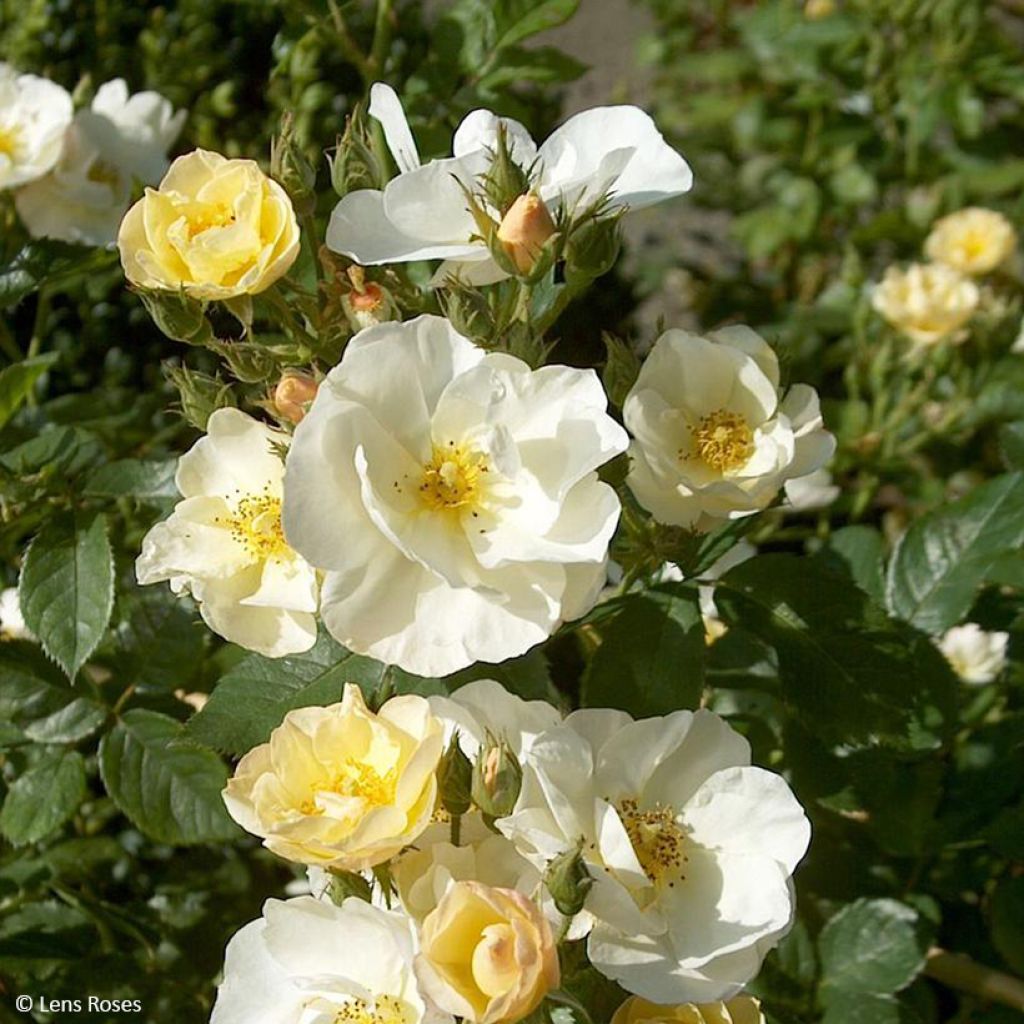 Rosa Omi Oswald - Muskusroos