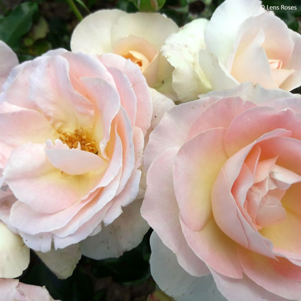 Rosa Prins Alexander - Polyantharoos