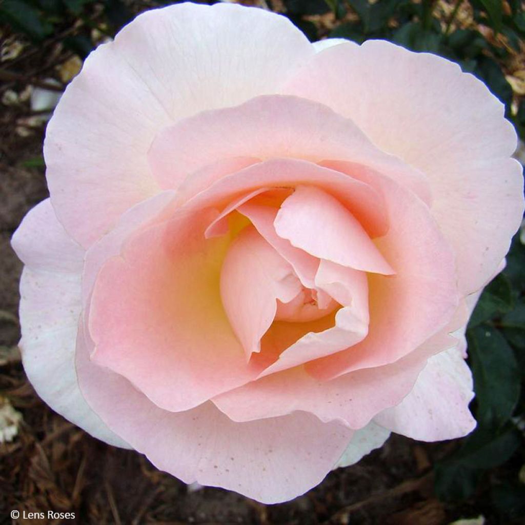 Rosa Prins Alexander - Polyantharoos