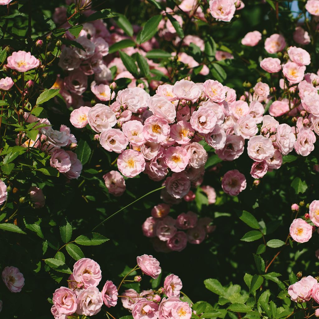 Rosa Queen of the Musks - Muskusroos