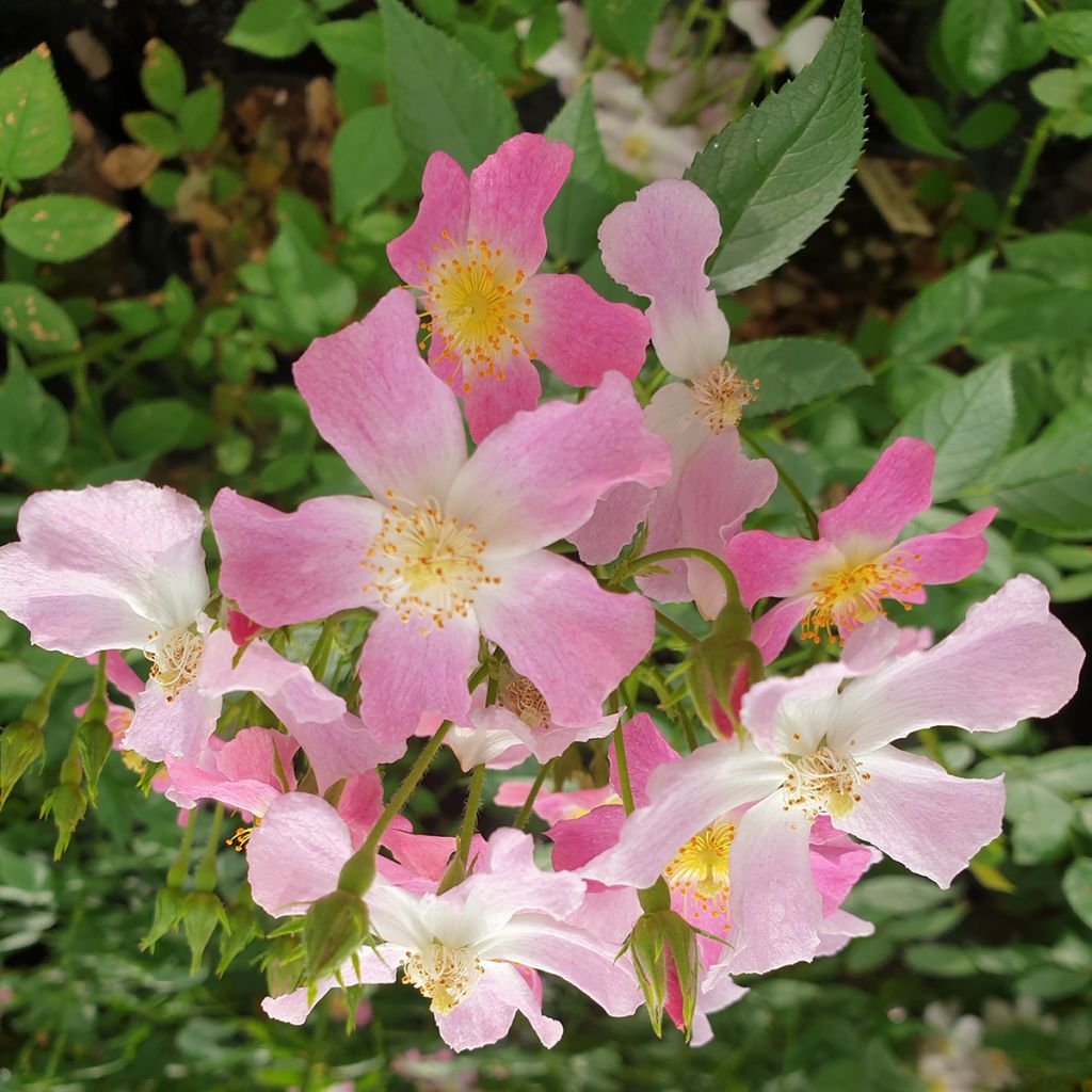 Rosa Rosy Boom Dynamic Hip Hop - Polyantharoos