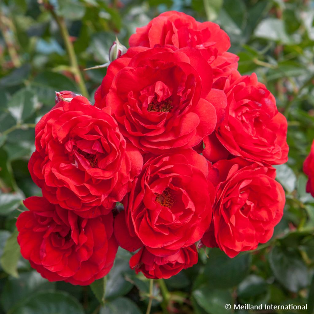 Rosa Scarlet Bonica - Polyantharoos