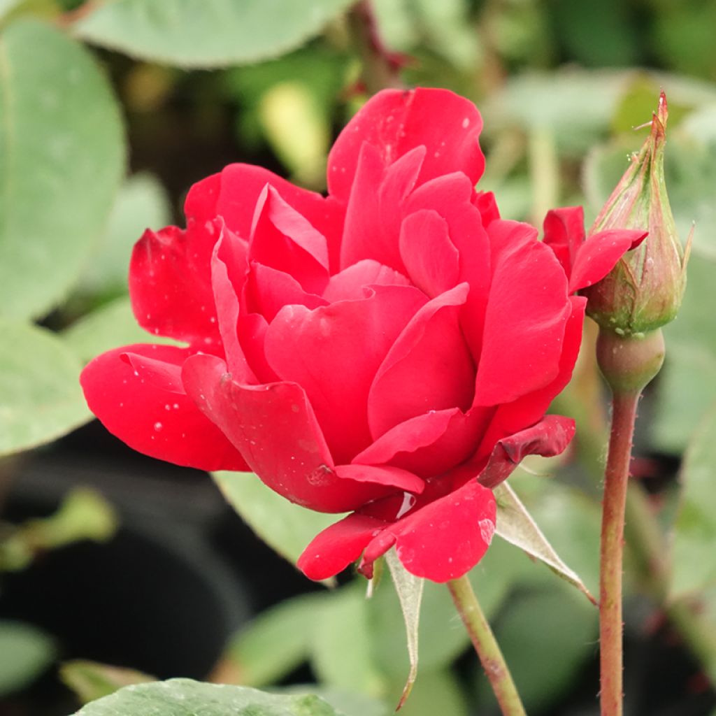 Rosa Grand Hotel - Klimroos