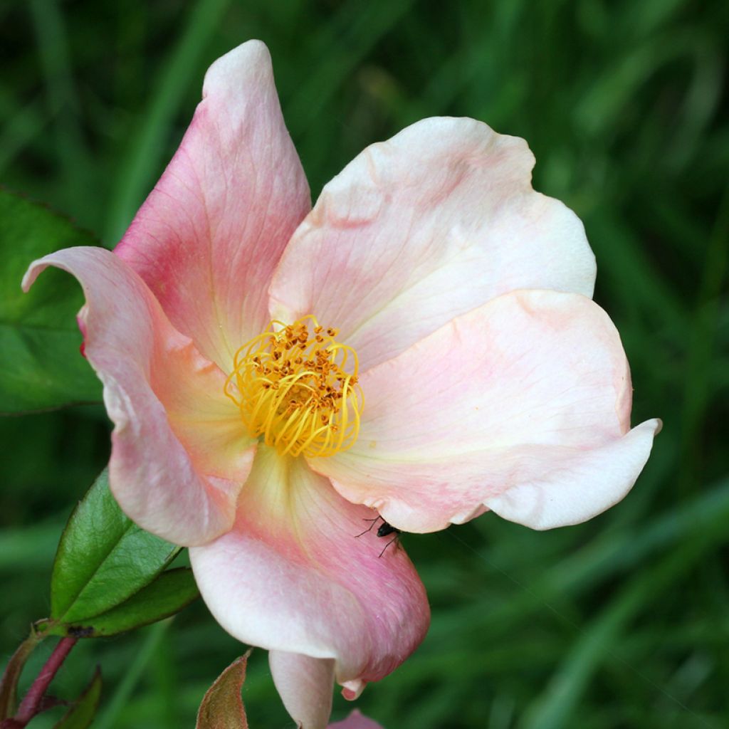 Rosa Mutabilis - Chinese roos