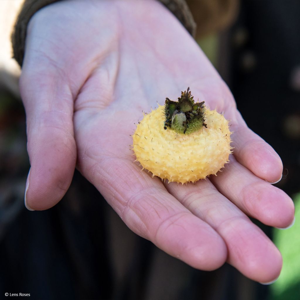 Rosa Lampion - Kastanjeroos