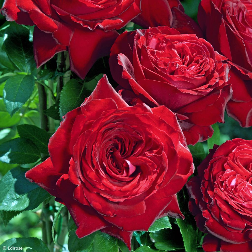 Rosa Noémie de Rothschild - Grootbloemige roos