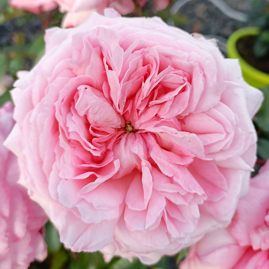 Rosa Savannah - Grootbloemige roos