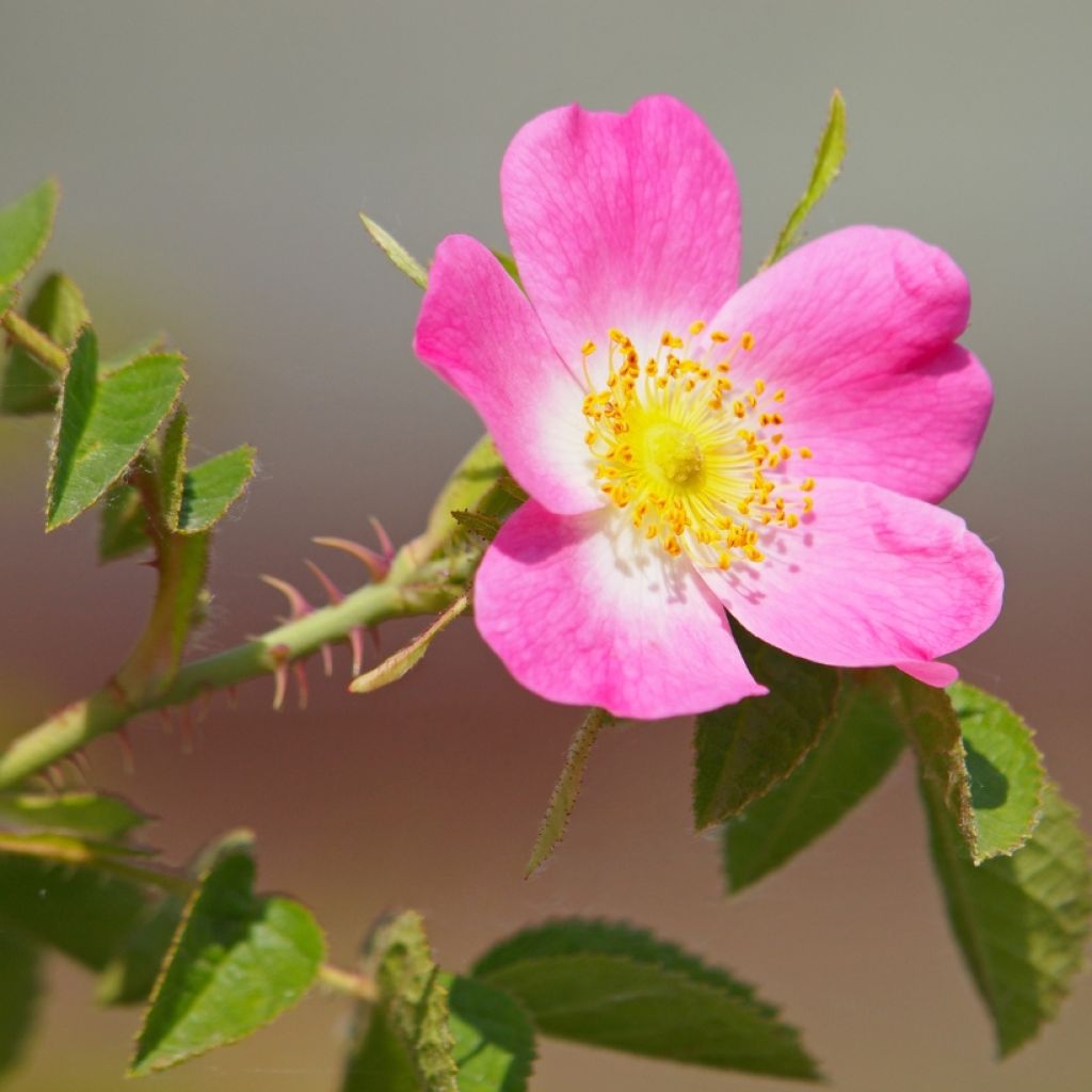 Rosa canina - hondsroos