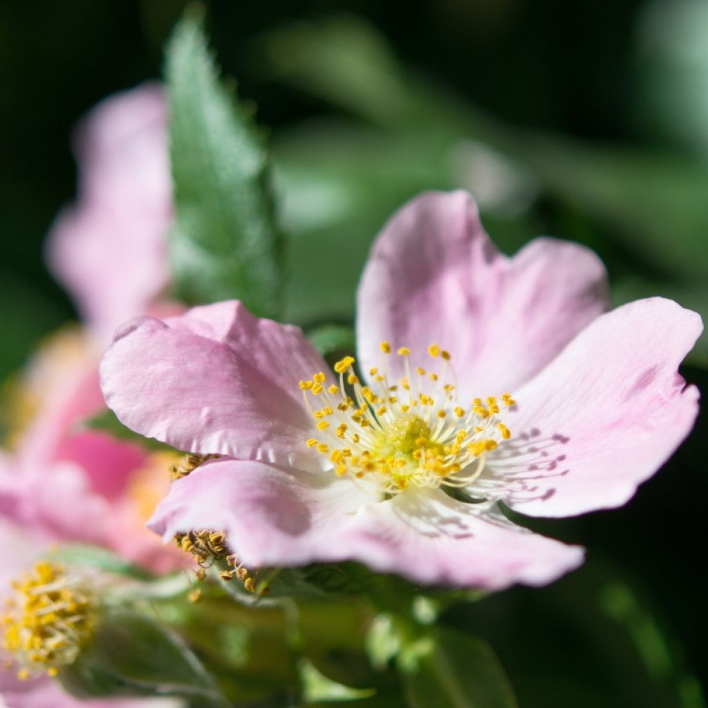 Rosa canina - hondsroos