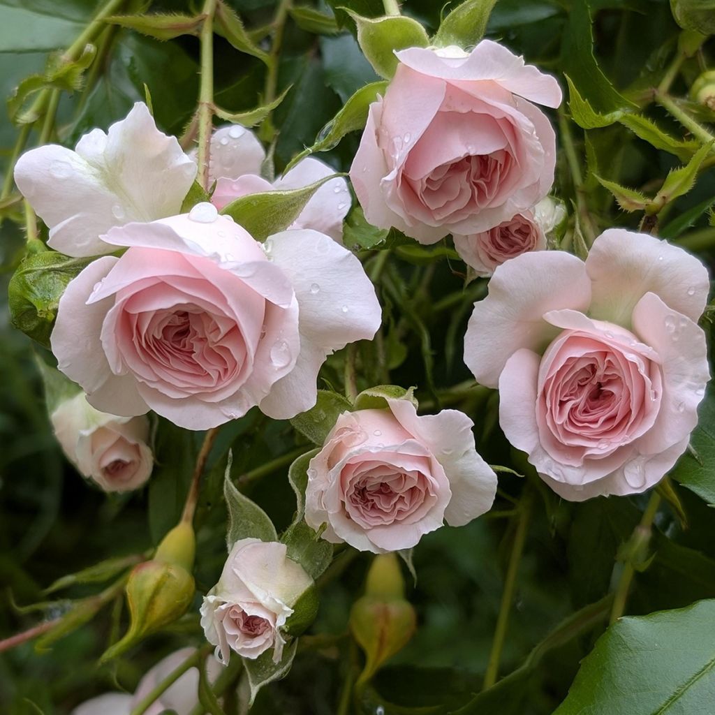 Rosa Larissa - Bodembedekkende roos