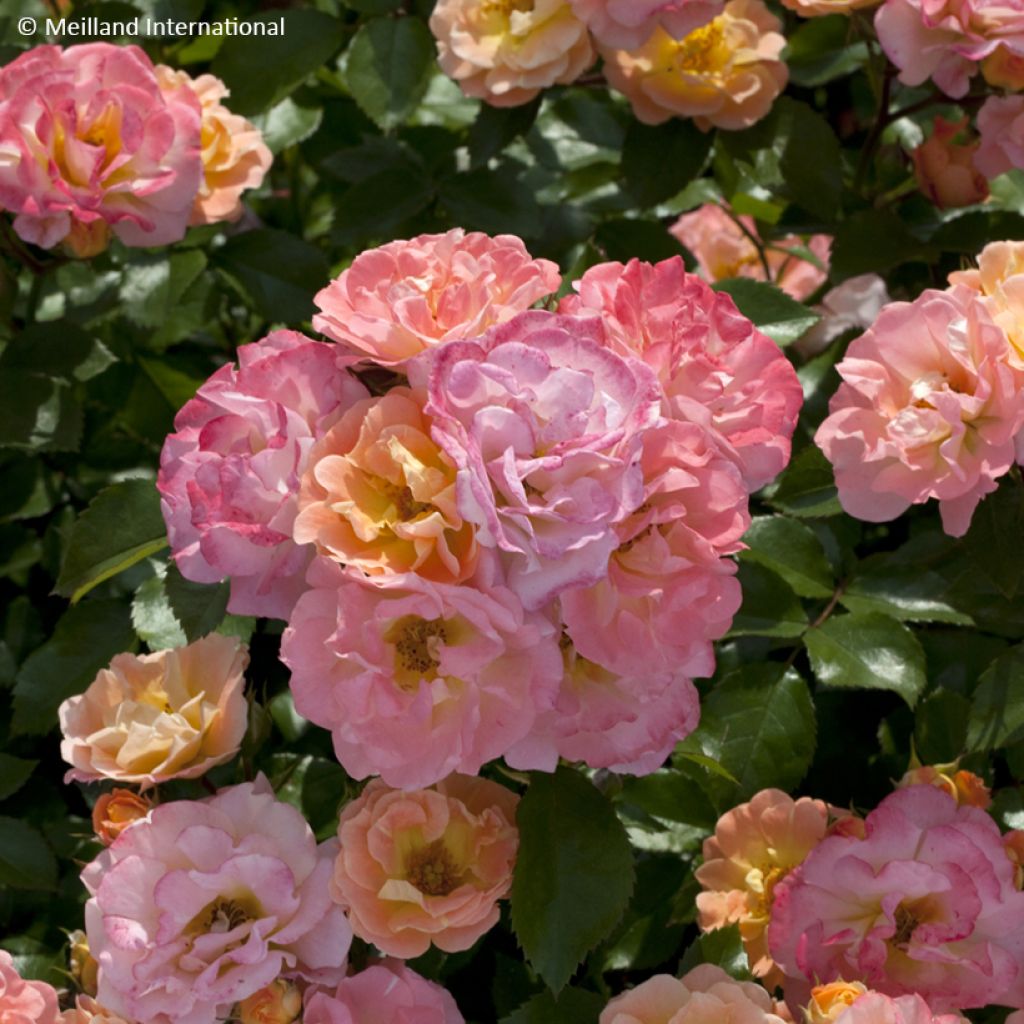 Rosa Peach Drift - Bodembedekkende roos
