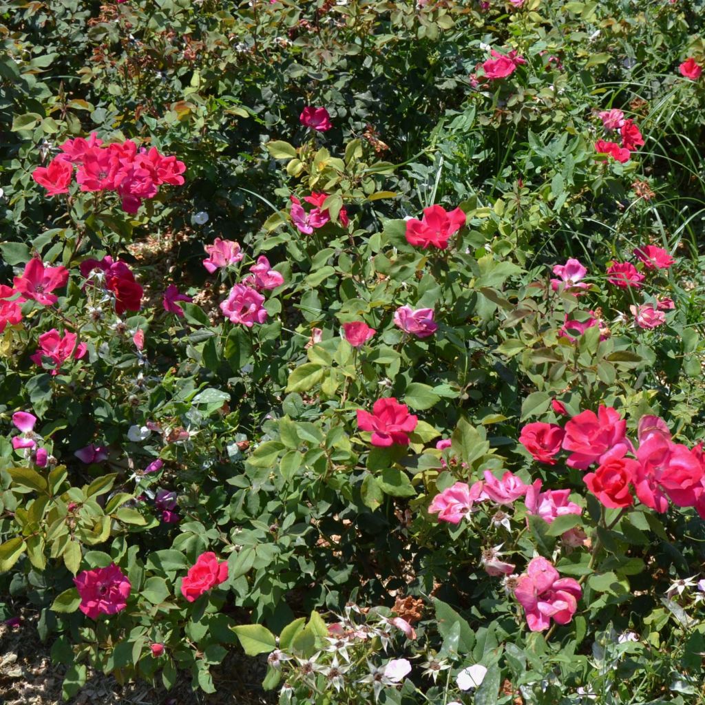 Rosa Pink Knock Out - Bodembedekkende roos