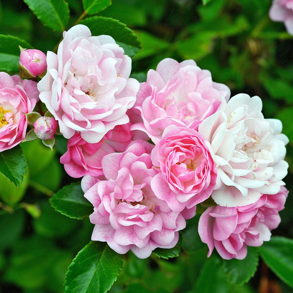 Rosa banksiae Rosea - Banksia roos