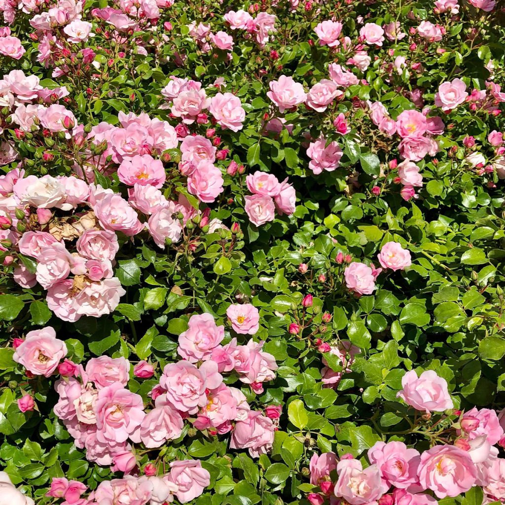 Rosier tige Decorosier Mareva