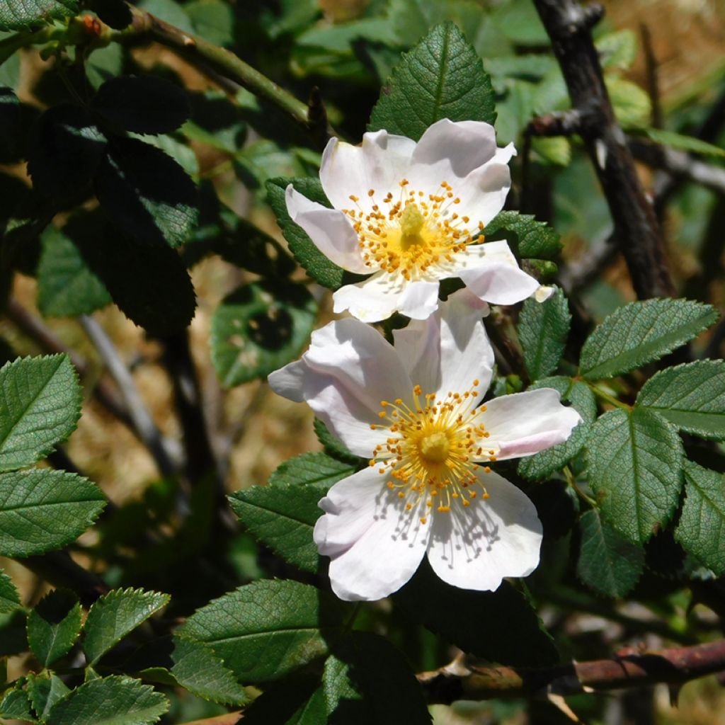 Rosa arvensis - Bosroos