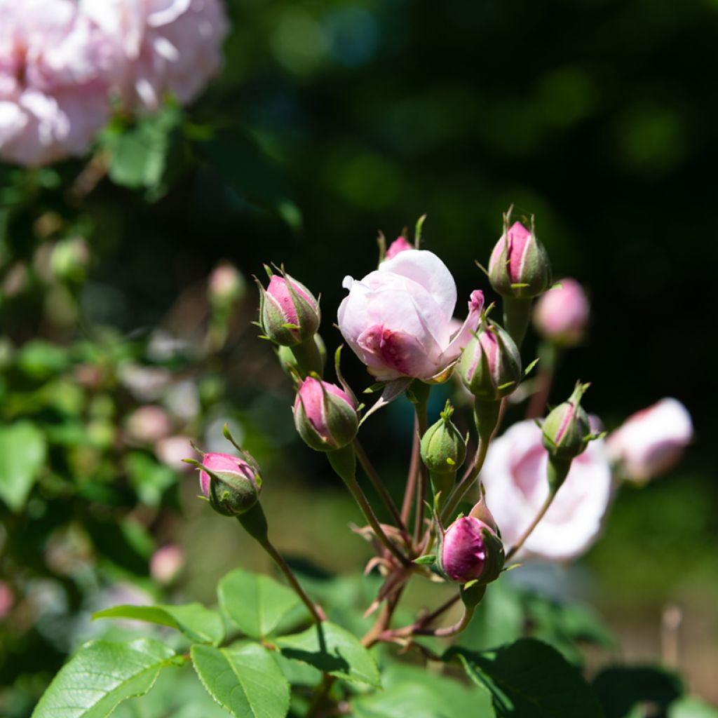 Rosa Blush Noisette - Klimroos