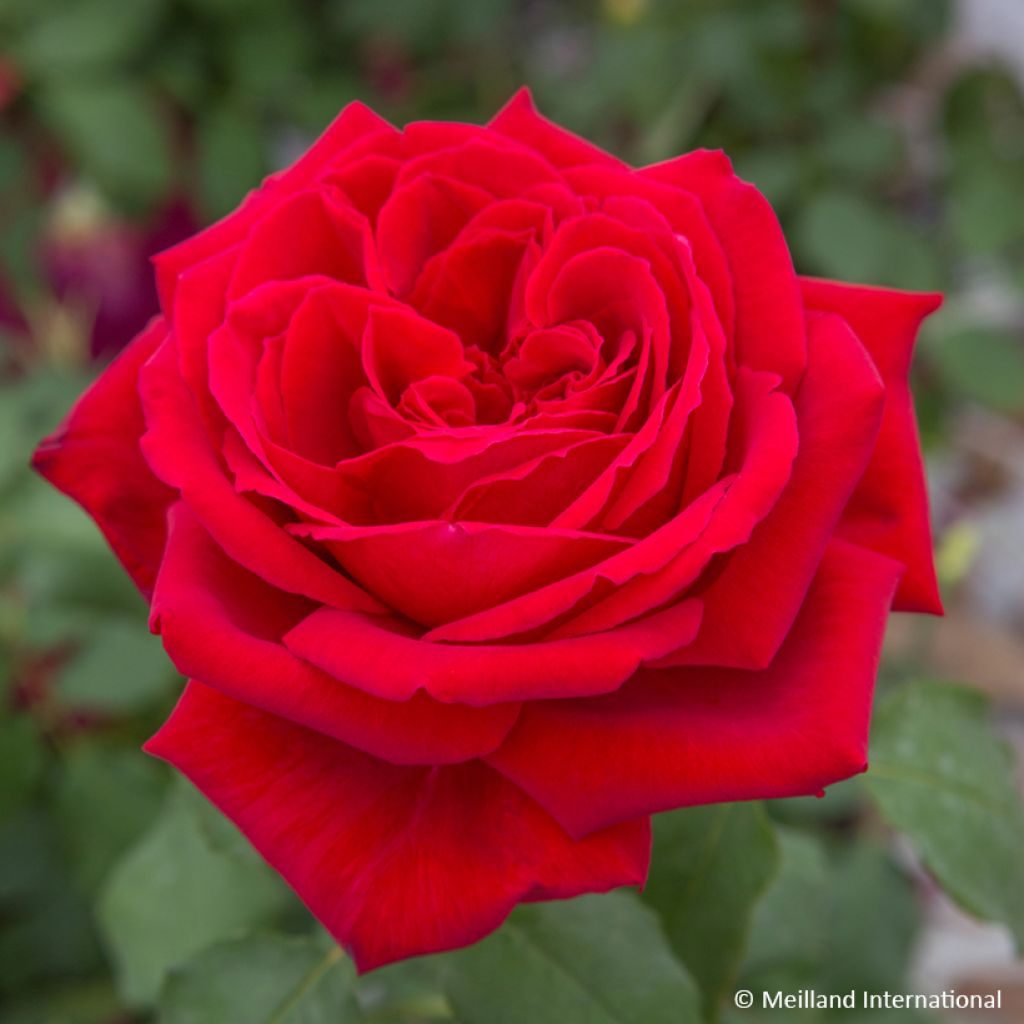 Rosa Climbing Botero - Klimroos