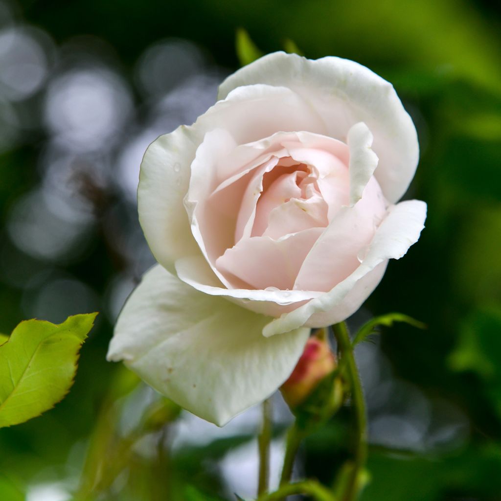 Rosa Madame Alfred Carrière - Klimroos