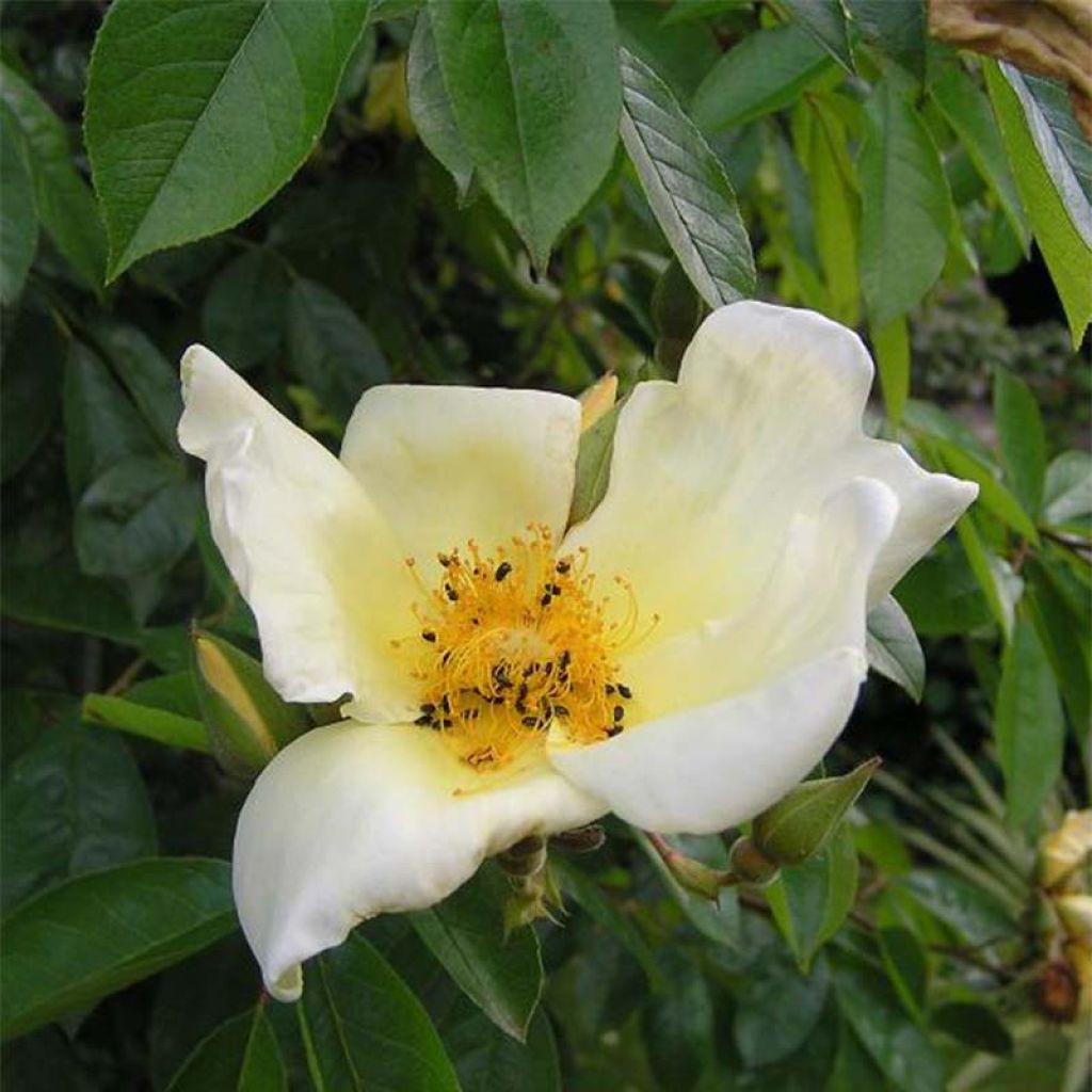 Rosa Mermaid - Klimroos