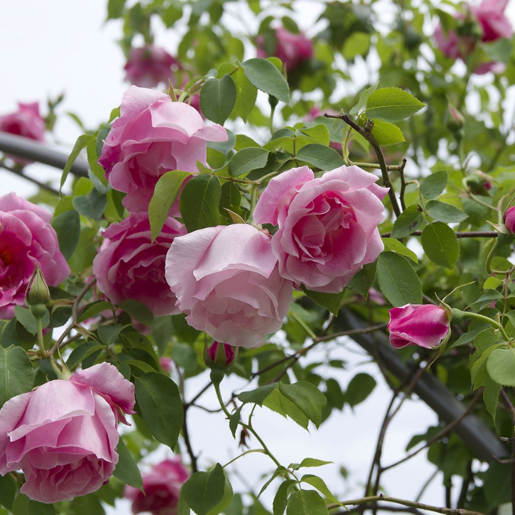 Rosa Madame Grégoire Staechelin - Klimroos