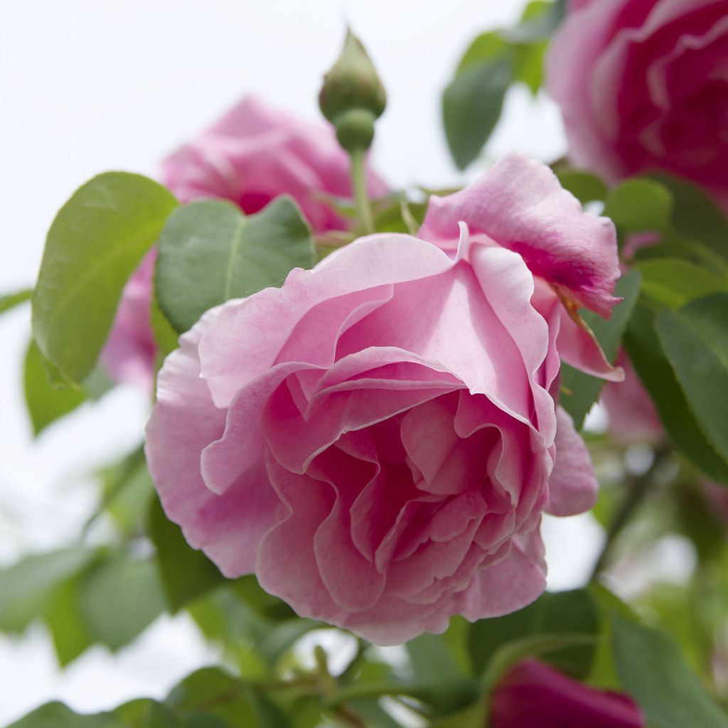 Rosa Madame Grégoire Staechelin - Klimroos