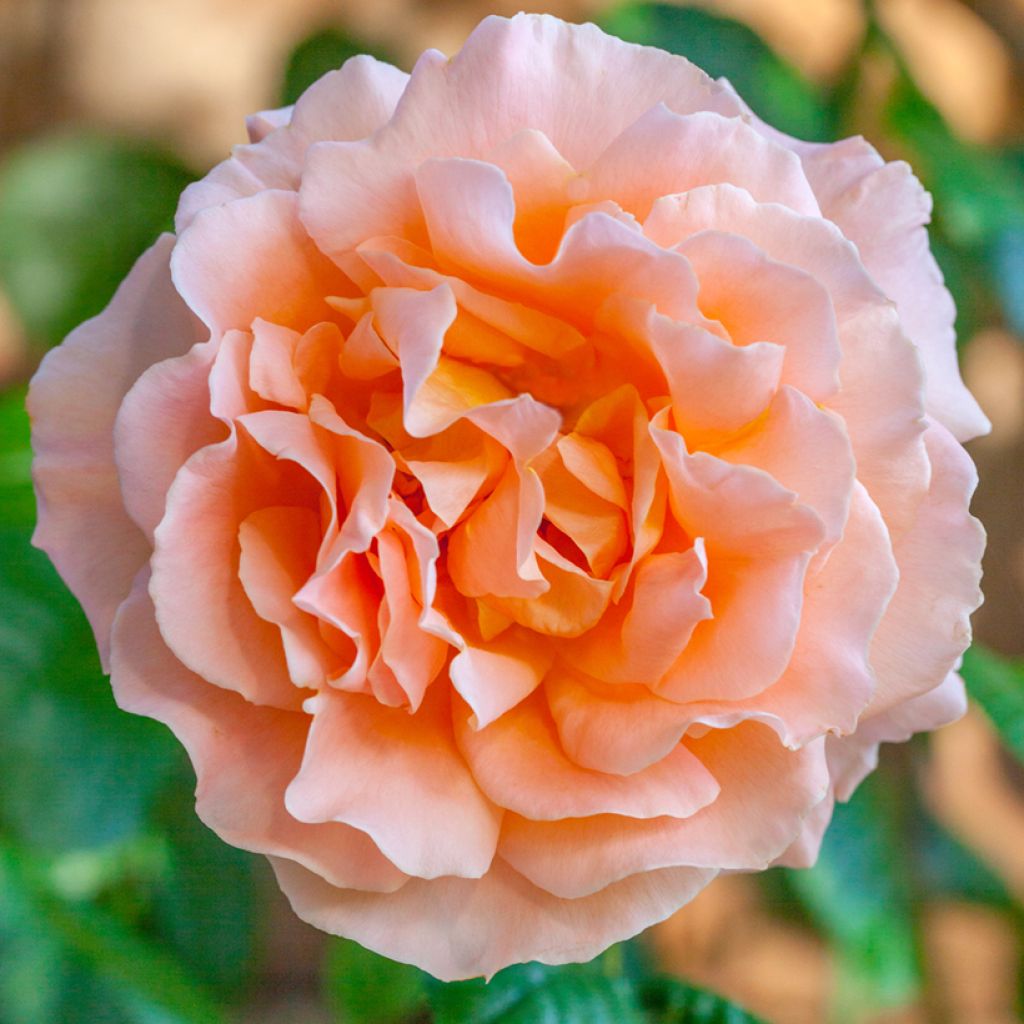 Rosa Polka - Grootbloemige Klimroos