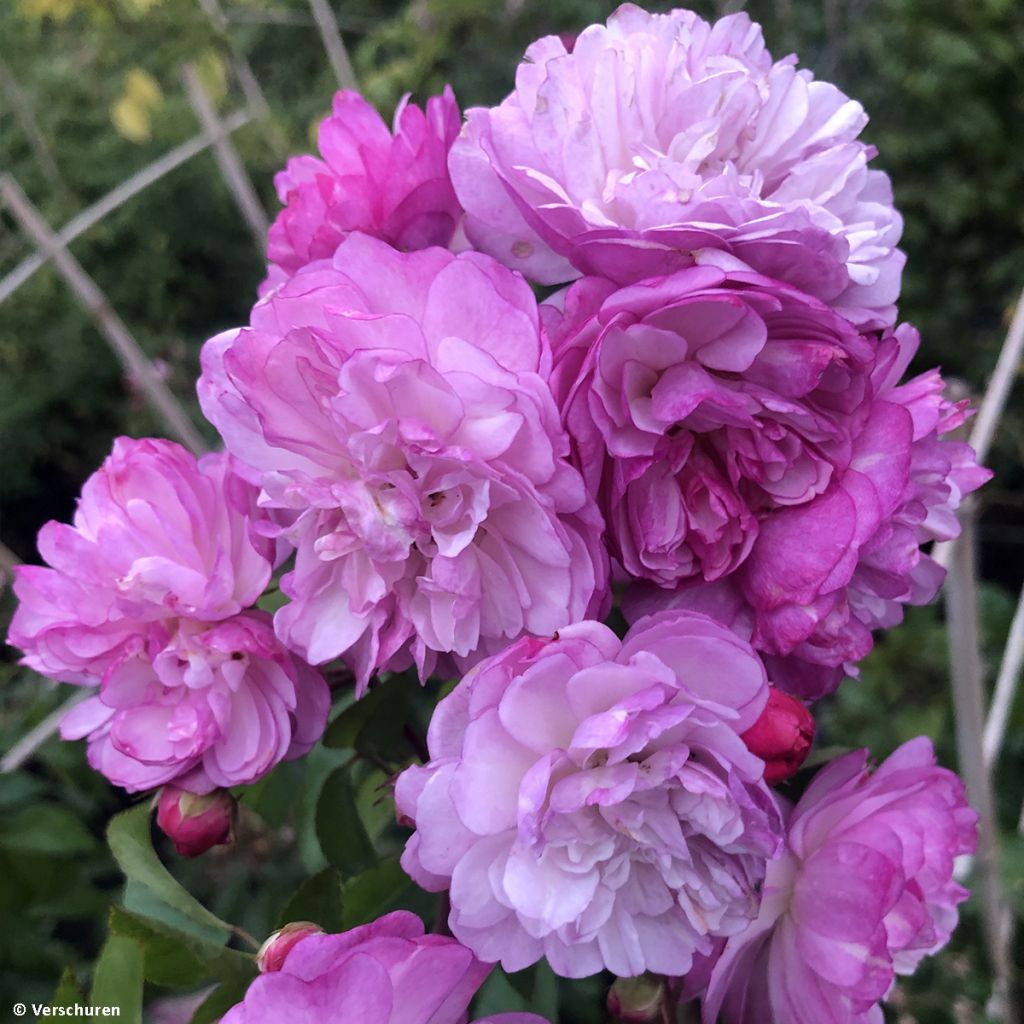 Rosa Lavender Siluetta - Klimroos
