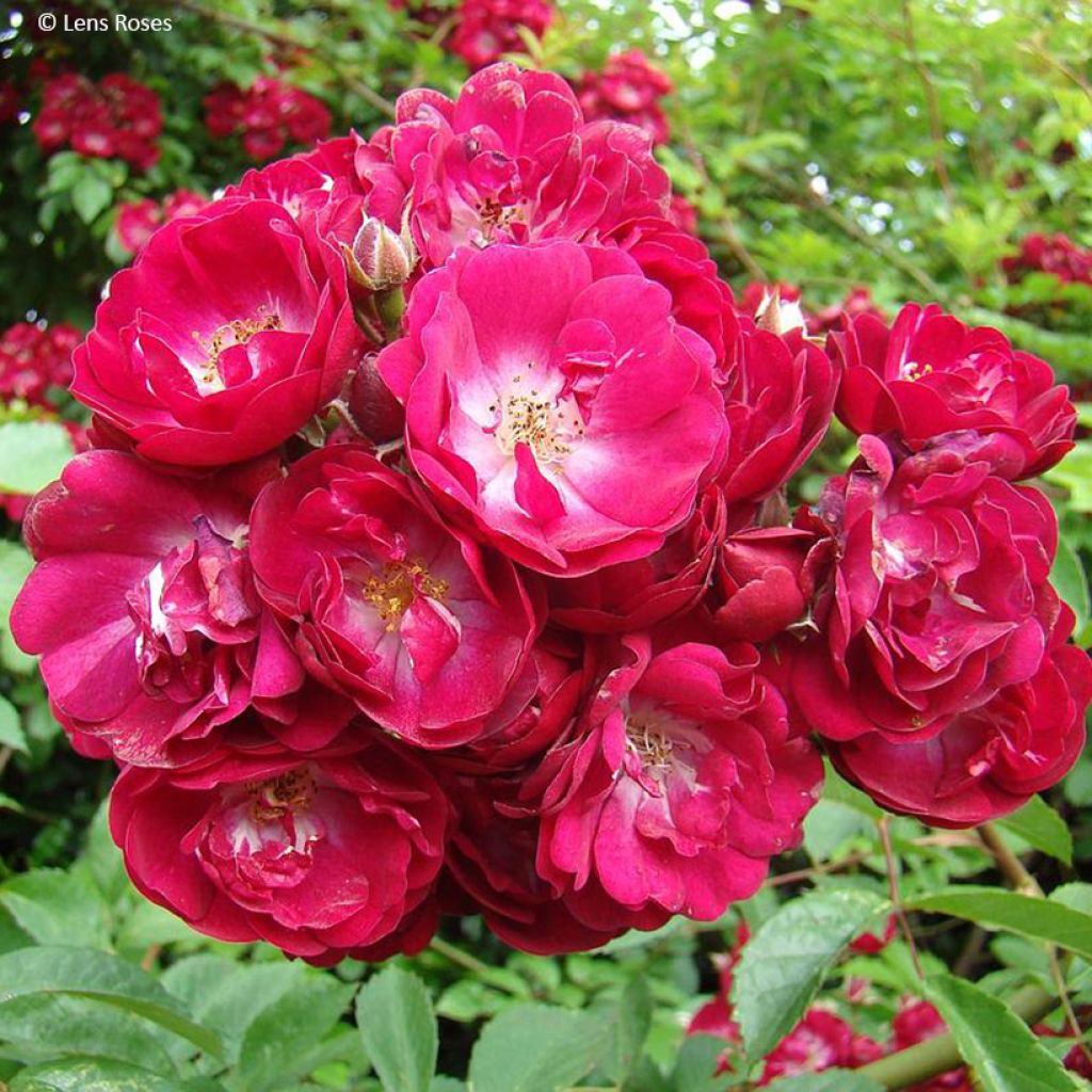 Rosa Wilderode - Klimroos