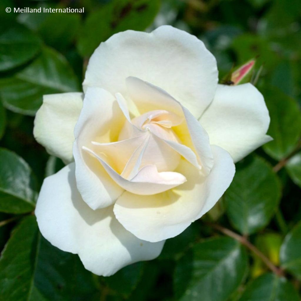 Rosa Looping - Ramblerroos