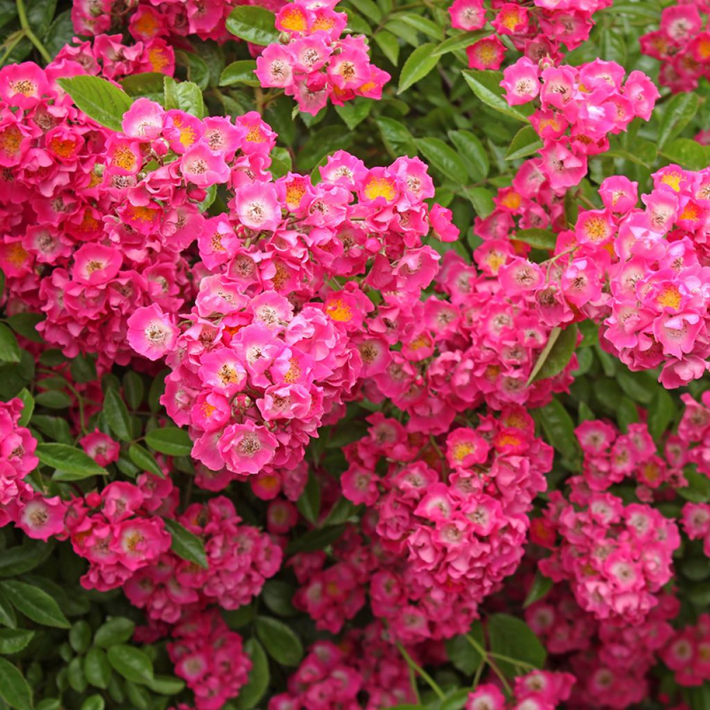 Rosa Maria Lisa - Ramblerroos