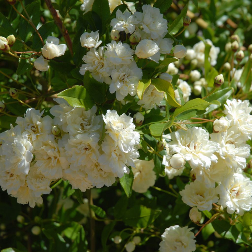 Rosa Paul's Himalayan Musk - Ramblerroos
