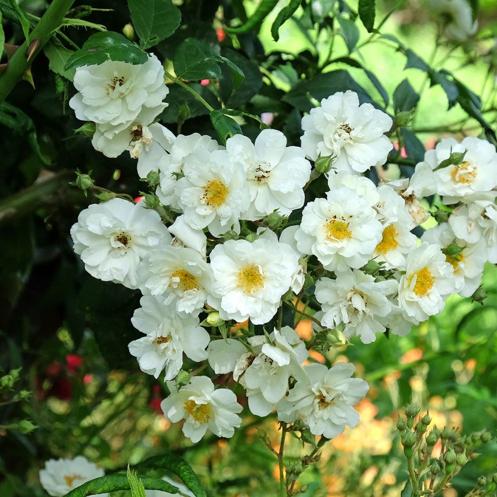 Rosa Rambling Rector - Ramblerroos