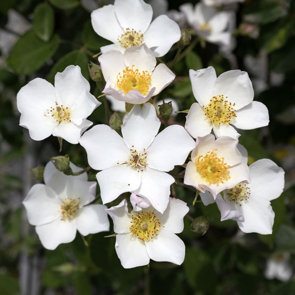 Rosa filipes Kiftsgate - Ramblerroos