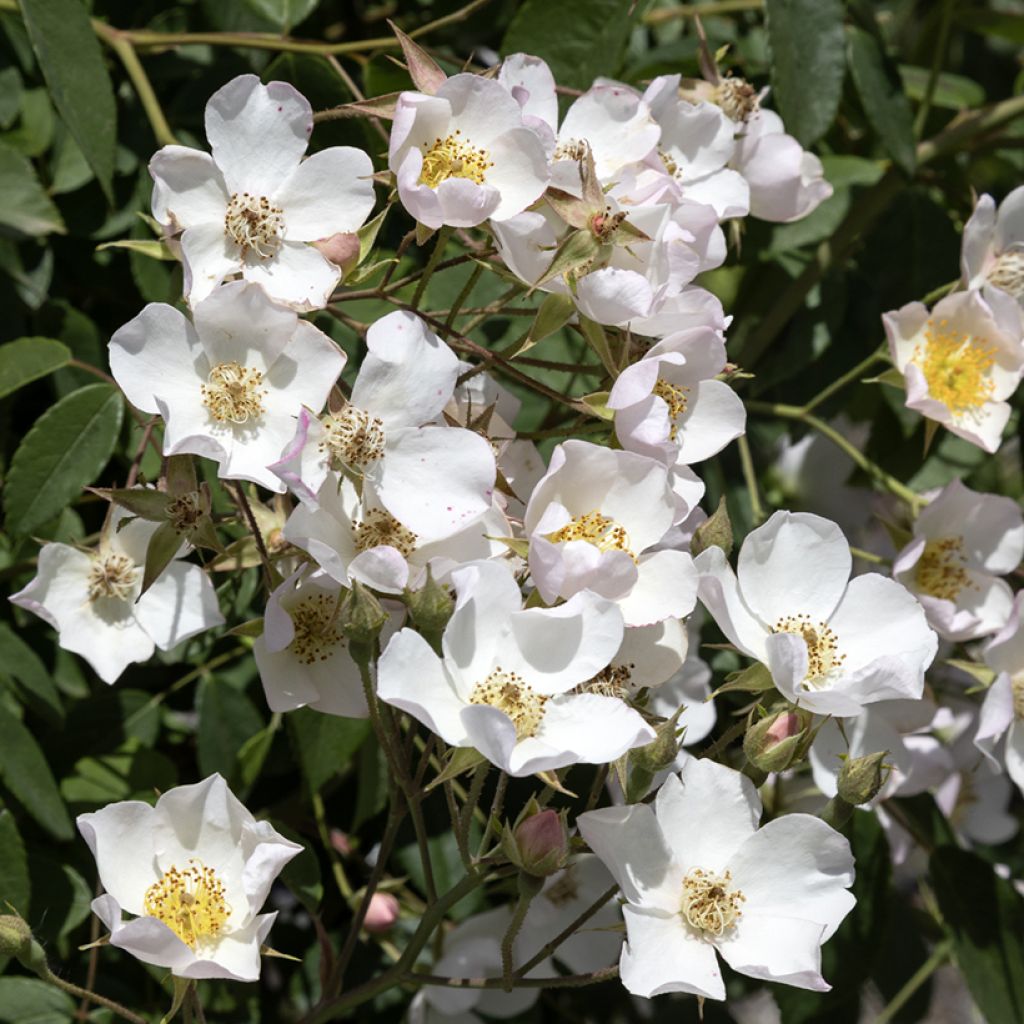 Rosa filipes Kiftsgate - Ramblerroos