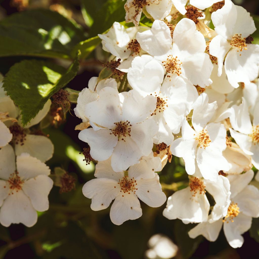 Rosa filipes Kiftsgate - Ramblerroos