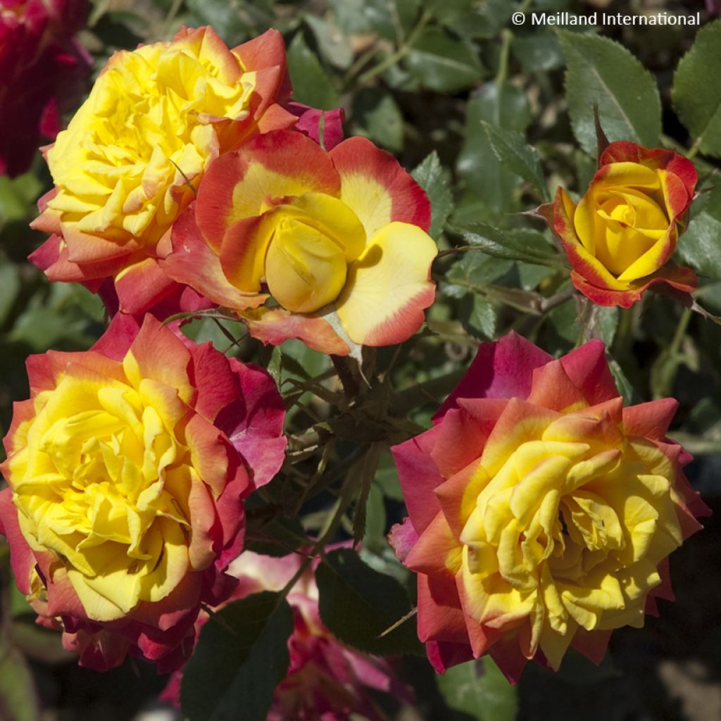 Rosa Rainbow Sunblaze - Miniatuurroos