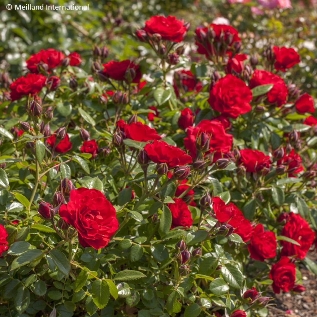 Rosa Tilt Symphonie - Miniatuurroos