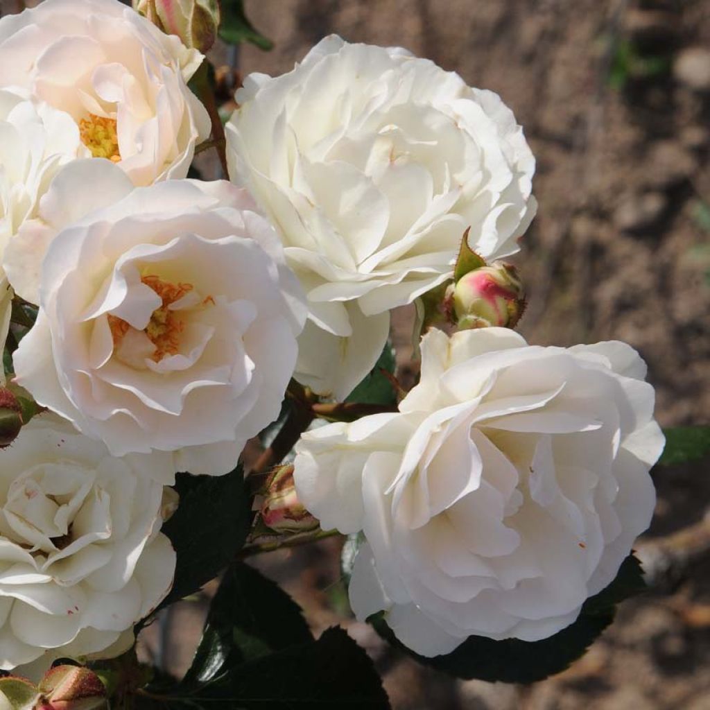 Rosa Bordure Blanche - Patioroos