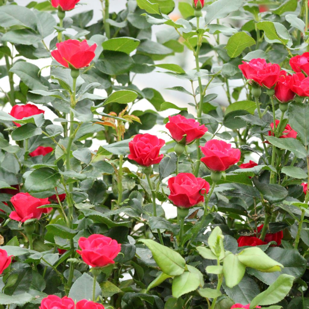 Rosa Zepeti - Patioroos