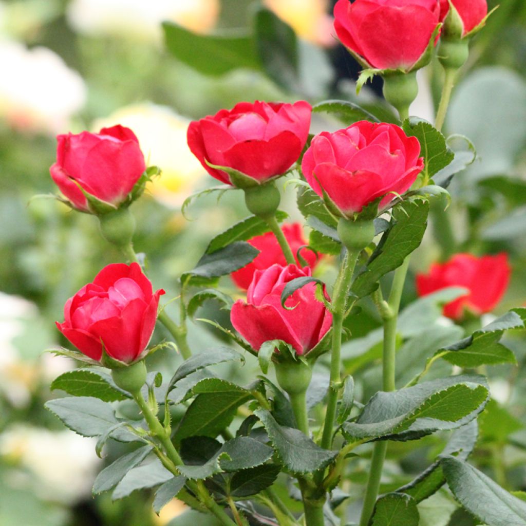 Rosa Zepeti - Patioroos