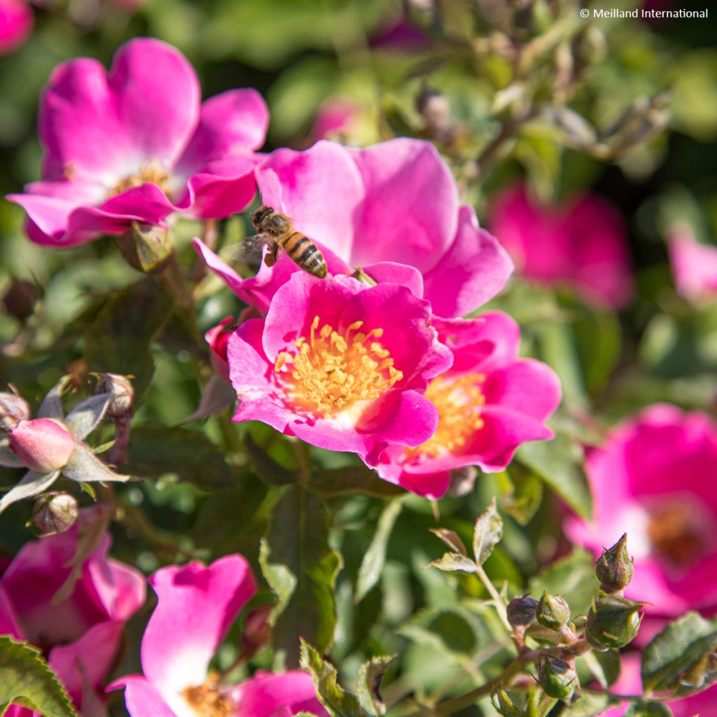 Rosa Friendly Purple - Polyantharoos