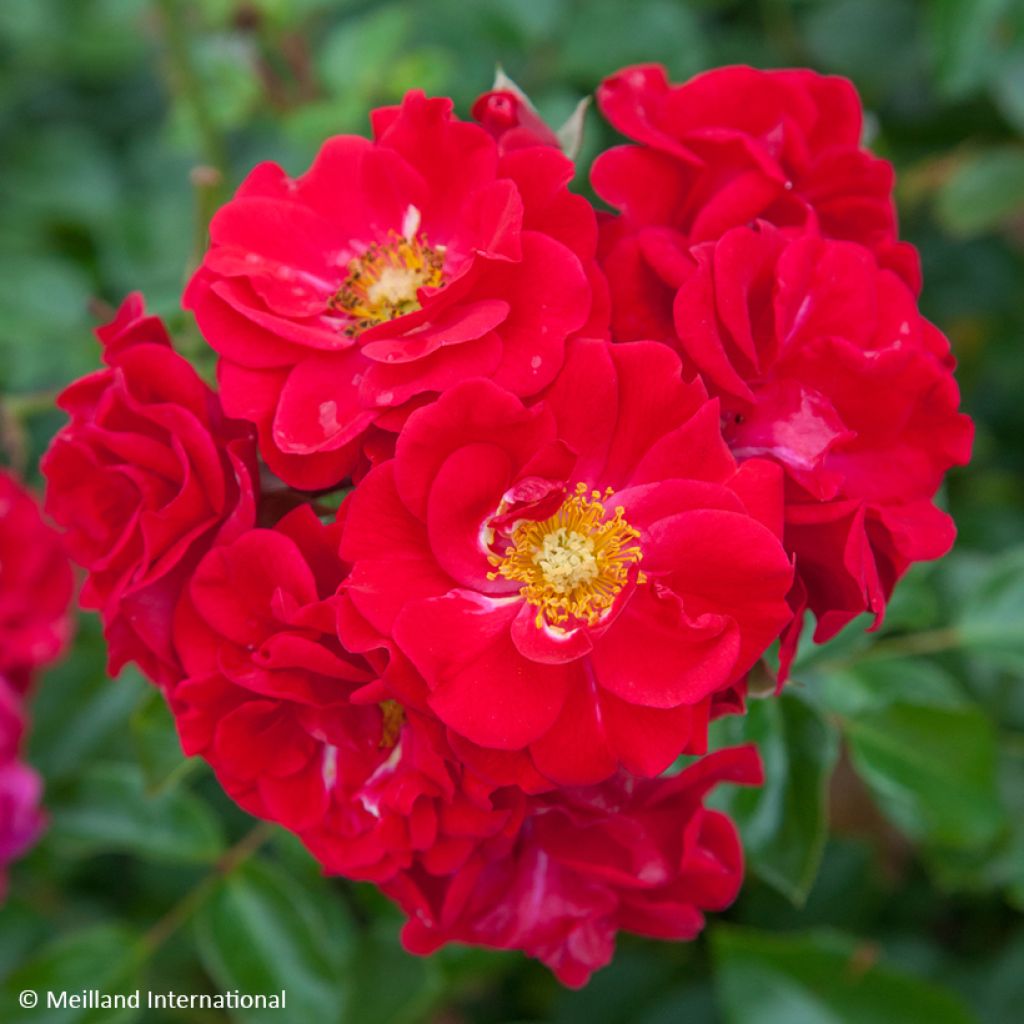 Rosa HELLO - Patioroos