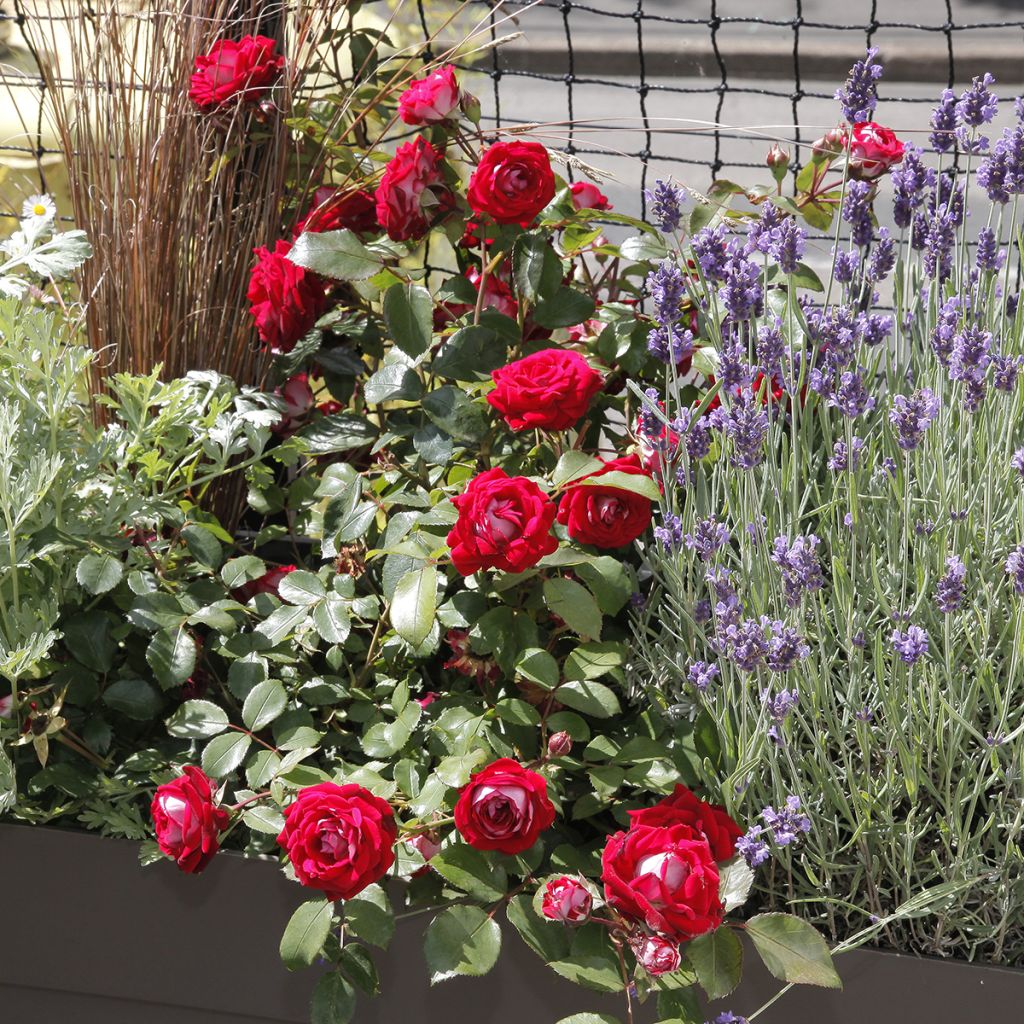 Rosa Belle de Grasse - Trosroos